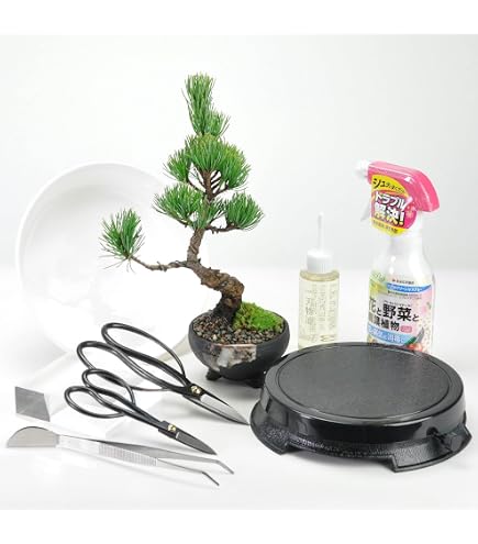 Amazon.co.jp: 五葉松盆栽 那須五葉 福吾妻 1鉢 小品盆栽 : DIY・工具